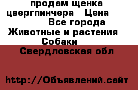 продам щенка цвергпинчера › Цена ­ 15 000 - Все города Животные и растения » Собаки   . Свердловская обл.